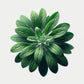 Stevia Seeds (4x)