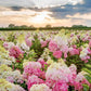 Strawberry Hydrangea Seeds - Beautiful Attractive Showy and Hardy Perennial Flowers
