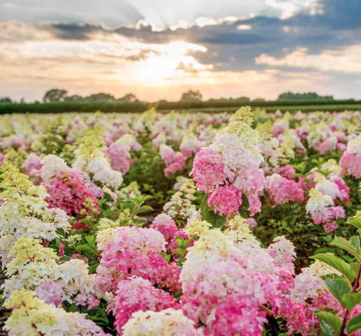 Strawberry Hydrangea Seeds - Beautiful Attractive Showy and Hardy Perennial Flowers