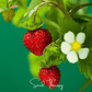 Wild Red Strawberry – 200 Seeds