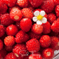 Wild Red Strawberry – 200 Seeds