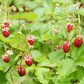 Wild Red Strawberry – 200 Seeds