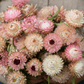 Silver Rose Strawflower – 25 Seeds