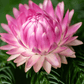 Silver Rose Strawflower – 25 Seeds