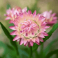 Silver Rose Strawflower – 25 Seeds