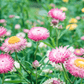 Silver Rose Strawflower – 25 Seeds