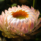 100 APRICOT & PEACH STRAWFLOWER Organic Mix Coral Paper Daisy Helichrysum Xerochrysum Bracteatum Flower Seeds