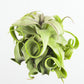 Tillandsia Streptophylla Air plant