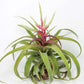 Tillandsia Streptophylla Air plant