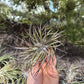 Tillandsia Stricta Midnight