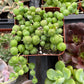 String of Pearls