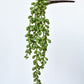 13" Faux String of Pearl Succulent Stem