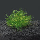 Subwassertang - a unique and versatile freshwater plant