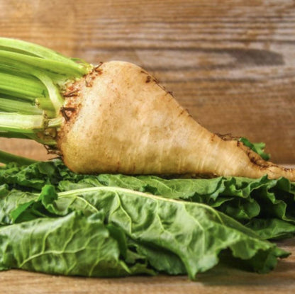 Sugar Beet - 250 Seeds - Non-Gmo Heirloom
