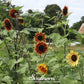Autumn Beauty Sunflower – 25 Seeds