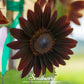 Chocolate Sunflower – 25 Seeds