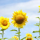 50 SKYSCRAPER SUNFLOWER Helianthus Annuus Flower Seeds