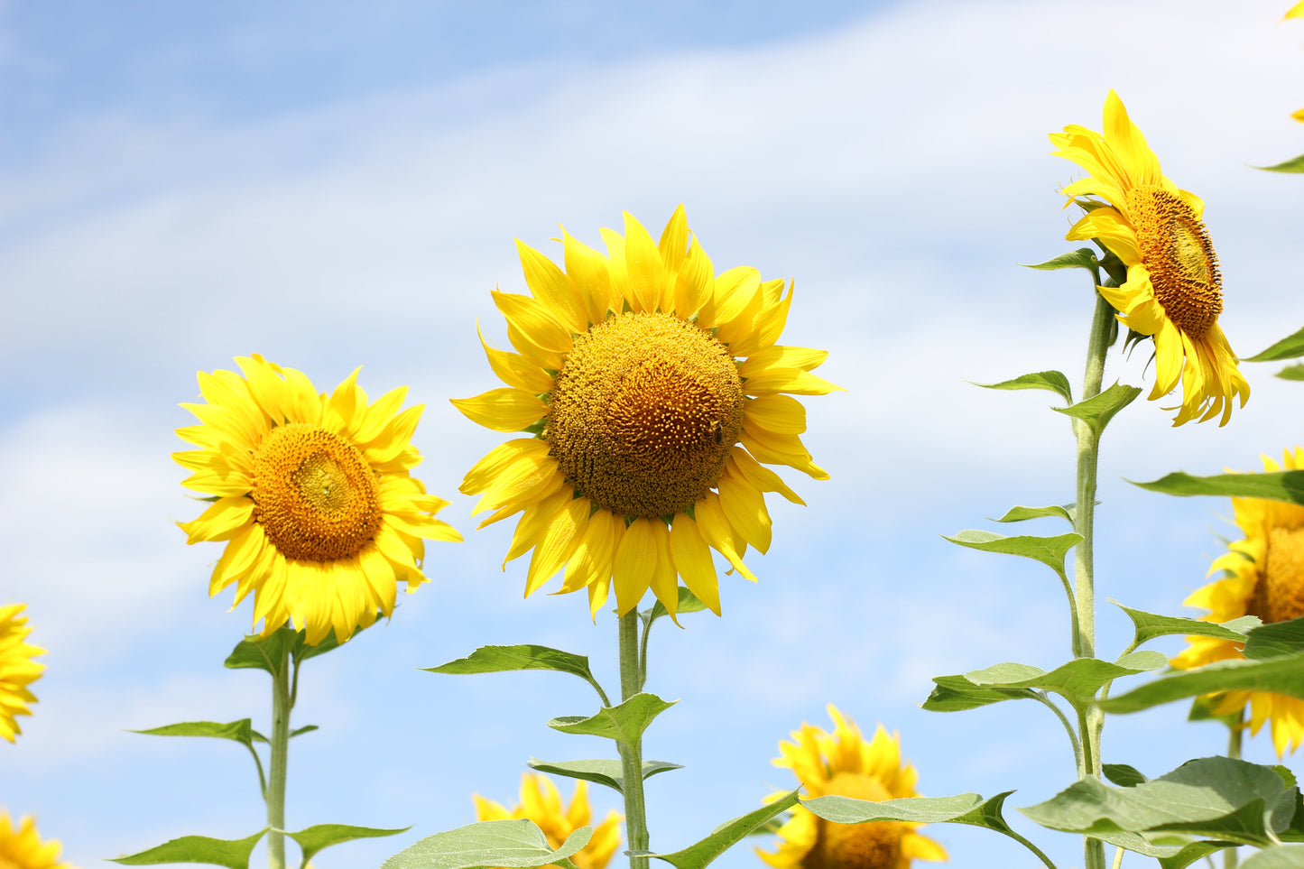 50 SKYSCRAPER SUNFLOWER Helianthus Annuus Flower Seeds