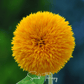 Giant Sungold Sunflower – 25 Seeds