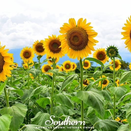 Mammoth Grey Stripe Sunflower – 25 Seeds