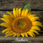 Mammoth Grey Stripe Sunflower – 25 Seeds