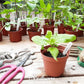 Teddy Bear Dwarf Sunflower – 25 Seeds