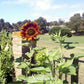 Velvet Queen Sunflower – 25 Seeds