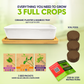 Ceramic Microgreens Growing Kit to Grow 3 Crops Including Organic USDA Sunflower, Melon & Mixed Microgreens Seeds.