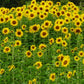 50 SKYSCRAPER SUNFLOWER Helianthus Annuus Flower Seeds