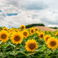 25 EBONY & GOLD SUNFLOWER Helianthus Annuus Flower Seeds