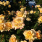 Sunny Sky Rose 1.5 Gallon Container