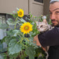 Sunspot Sunflower Seeds