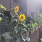 Sunspot Sunflower Seeds