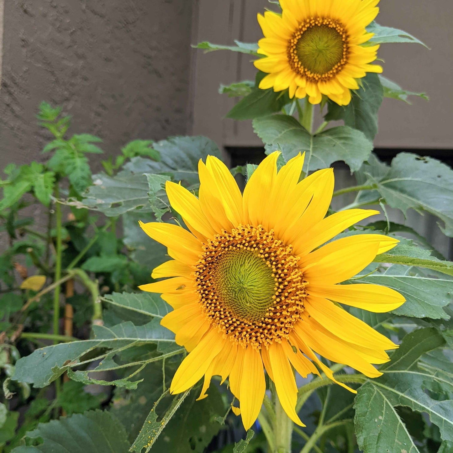 Sunspot Sunflower Seeds