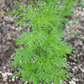 Sweet Annie – 50 Seeds