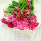Sweet William (Dianthus) – 250 Seeds