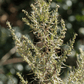 Tarragon – 300 Seeds