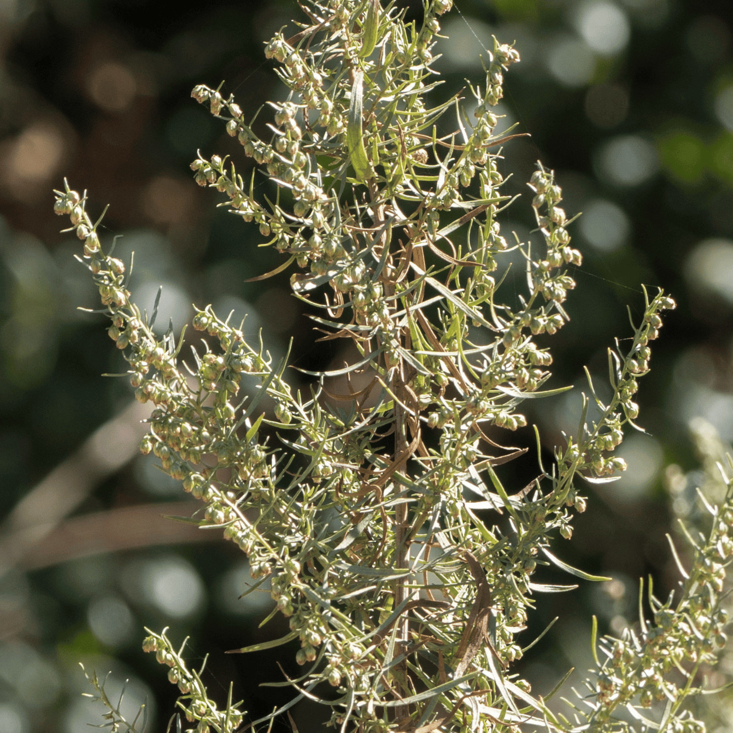 Tarragon – 300 Seeds