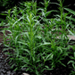 Tarragon – 300 Seeds