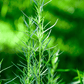 Tarragon – 300 Seeds