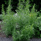 Tarragon – 300 Seeds