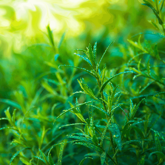 Tarragon Seeds