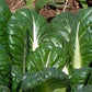 Tatsoi Mustard - 500 Seeds - Heirloom Non GMO Garden Vegetable Bulk