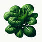 Tatsoi Seeds (4x)