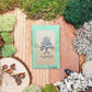 Taxodium Distichum 'Bald Cypress' Seeds