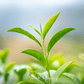 Planta de Té - 5 Semillas