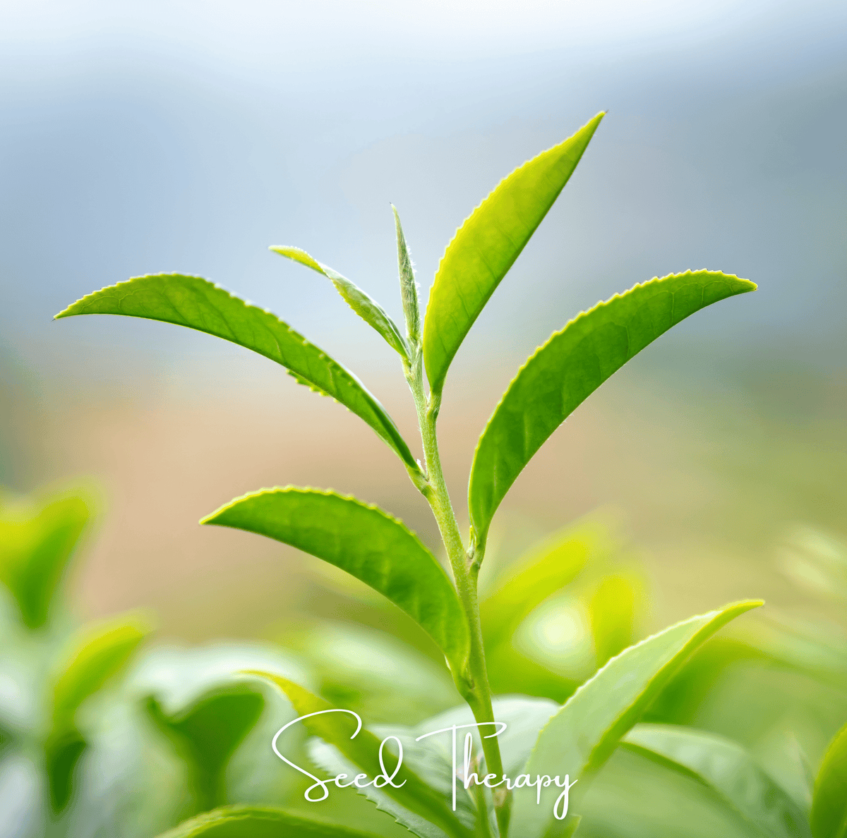 Planta de Té - 5 Semillas