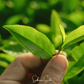 Planta de Té - 5 Semillas