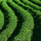 Planta de Té - 5 Semillas