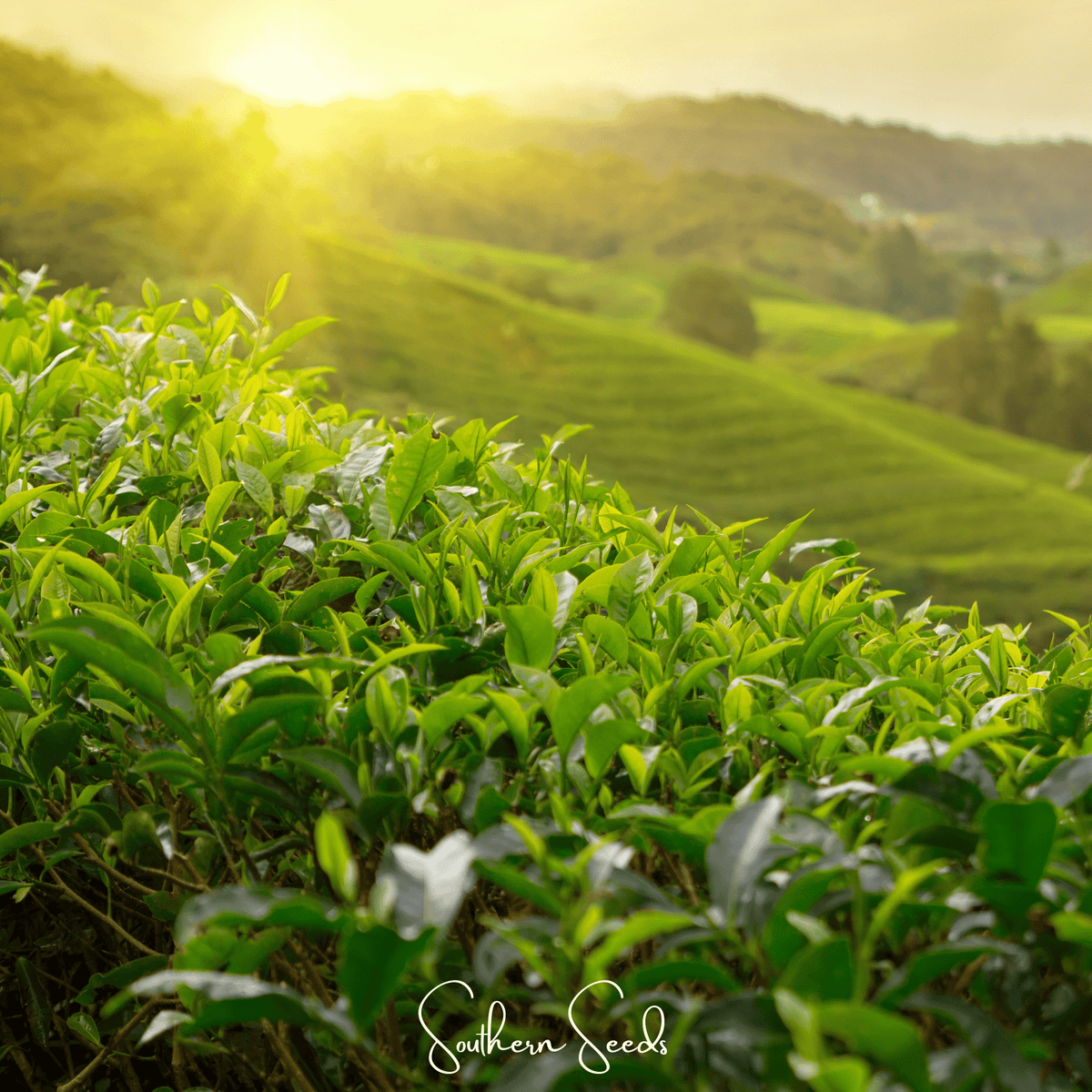 Planta de Té - 5 Semillas